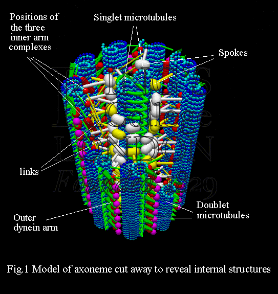 axoneme structure