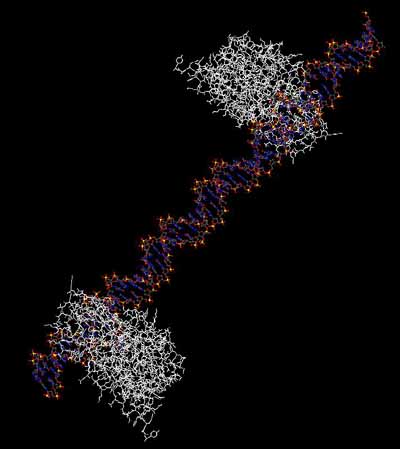 protein bound to DNA