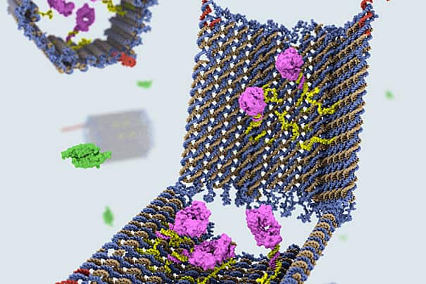 clam shell-like DNA nanorobot unlatches and delivers cargo